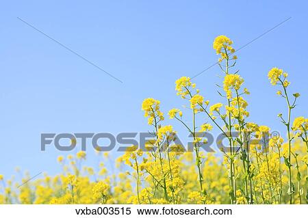 Field mustard View Large Photo Image Stock Photography - Field mustard. Fotosearch