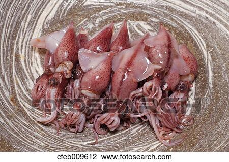 Firefly Squid View Large Photo Image Stock Image - Firefly Squid. Fotosearch