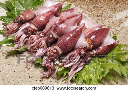 Firefly Squid View Large Photo Image Stock Image - Firefly Squid. Fotosearch
