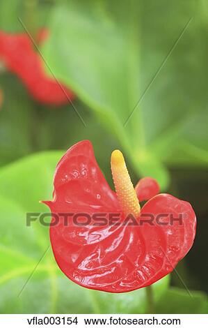 Flamingo Lily View Large Photo Image Picture - Flamingo Lily. Fotosearch