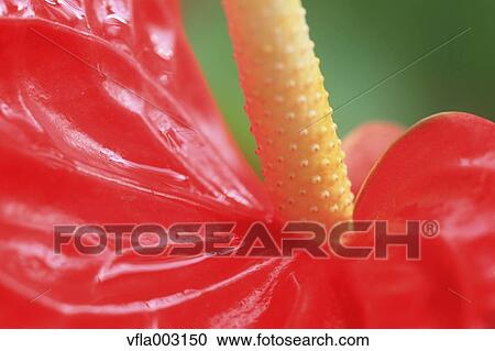 Flamingo Lily View Large Photo Image Stock Image - Flamingo Lily. Fotosearch