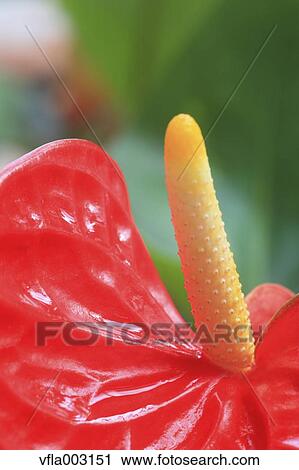 Stock Image - Flamingo Lily. Fotosearch