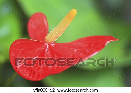 Flamingo Lily View Large Photo Image Stock Image - Flamingo Lily. Fotosearch