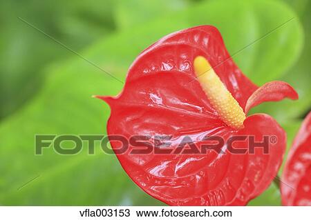 Flamingo Lily View Large Photo Image Stock Image - Flamingo Lily. Fotosearch