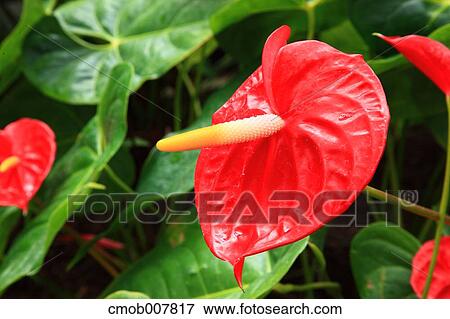 Flamingo Lily View Large Photo Image Stock Photo - Flamingo Lily. Fotosearch
