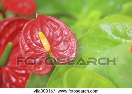 Flamingo Lily View Large Photo Image Stock Photo - Flamingo Lily. Fotosearch