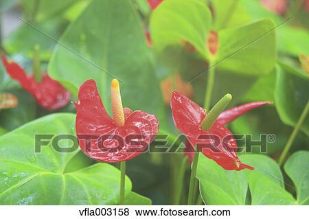 Flamingo Lily View Large Photo Image Stock Photo - Flamingo Lily. Fotosearch
