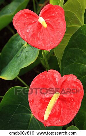 Flamingo Lily View Large Photo Image Stock Photograph - Flamingo Lily. Fotosearch