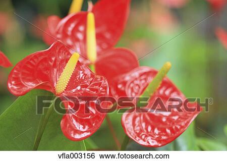 Flamingo Lily View Large Photo Image Stock Photograph - Flamingo Lily. Fotosearch