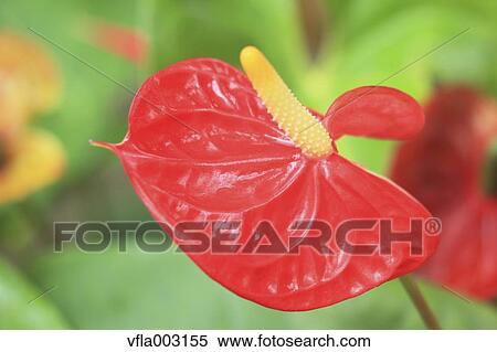 Flamingo Lily View Large Photo Image Stock Photography - Flamingo Lily. Fotosearch