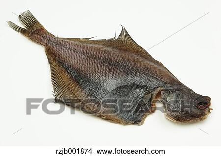 Picture - Flounder. Fotosearch