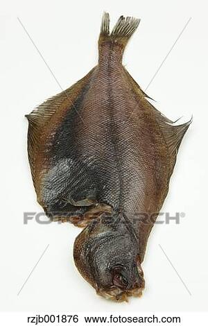 Flounder View Large Photo Image Stock Photograph - Flounder. Fotosearch