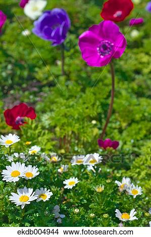 Flower garden View Large Photo Image Picture - Flower garden. Fotosearch