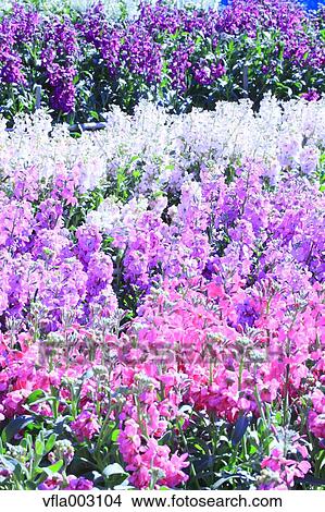 Picture - Flower Garden. Fotosearch