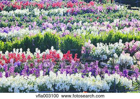 Flower Garden View Large Photo Image Stock Image - Flower Garden. Fotosearch