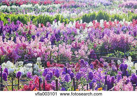 Flower Garden View Large Photo Image Stock Image - Flower Garden. Fotosearch