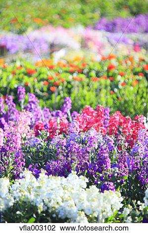 Flower Garden View Large Photo Image Stock Image - Flower Garden. Fotosearch