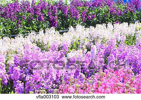 Flower Garden View Large Photo Image Stock Image - Flower Garden. Fotosearch