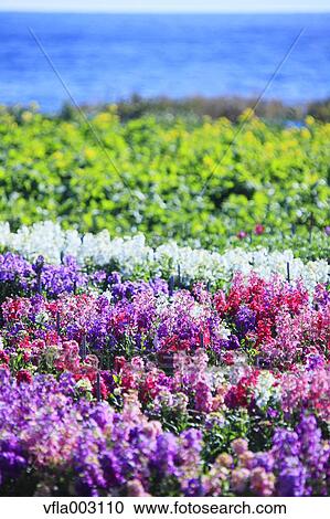 Stock Image - Flower Garden. Fotosearch