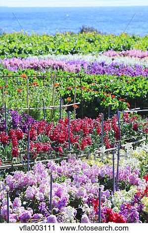 Stock Image - Flower Garden. Fotosearch