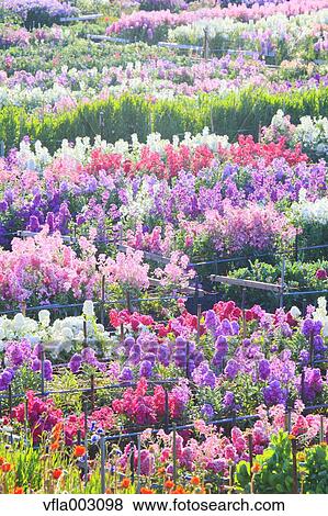 Flower Garden View Large Photo Image Stock Photo - Flower Garden. Fotosearch