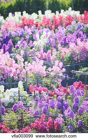 Flower Garden View Large Photo Image Stock Photo - Flower Garden. Fotosearch