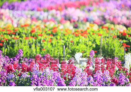 Stock Photo - Flower Garden. Fotosearch