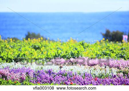 Flower Garden View Large Photo Image Stock Photo - Flower Garden. Fotosearch