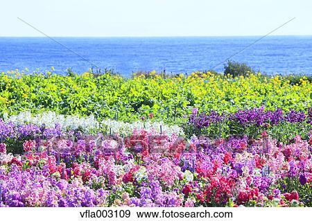 Stock Photo - Flower Garden. Fotosearch