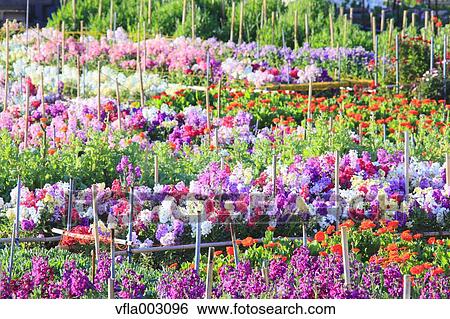 Flower Garden View Large Photo Image Stock Photograph - Flower Garden. Fotosearch