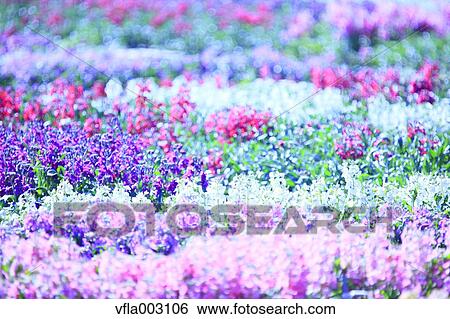 Flower Garden View Large Photo Image Stock Photograph - Flower Garden. Fotosearch