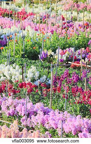 Flower Garden View Large Photo Image Stock Photography - Flower Garden. Fotosearch