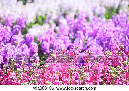 Flower Garden View Large Photo Image Stock Photography - Flower Garden. Fotosearch