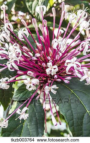 Picture - Flowers. Fotosearch