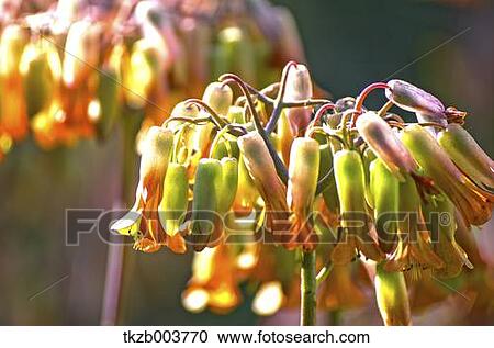 Flowers View Large Photo Image Stock Image - Flowers. Fotosearch