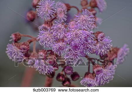 Flowers View Large Photo Image Stock Photo - Flowers. Fotosearch