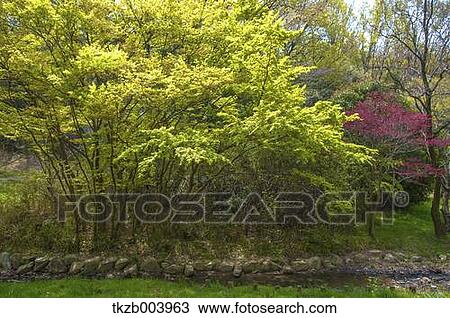 Forest in Nagoya, Aichi Prefecture, Japan View Large Photo Image Stock Image - Forest in Nagoya, Aichi Prefecture, Japan. Fotosearch