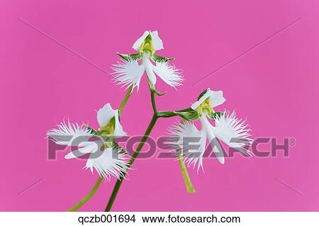 Fringed Orchid View Large Photo Image Picture - Fringed Orchid. Fotosearch