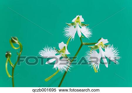 Fringed Orchid View Large Photo Image Stock Photography - Fringed Orchid. Fotosearch