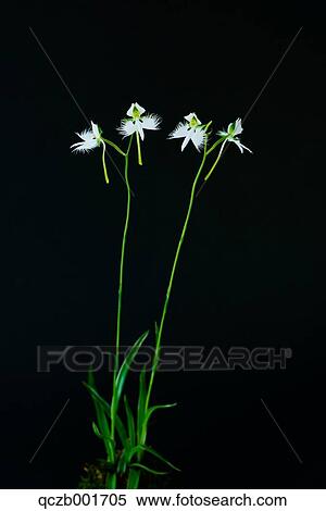Fringed Orchid View Large Photo Image Stock Photography - Fringed Orchid. Fotosearch