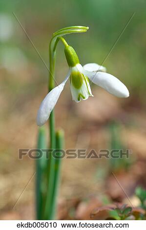 Galanthus View Large Photo Image Stock Image - Galanthus. Fotosearch