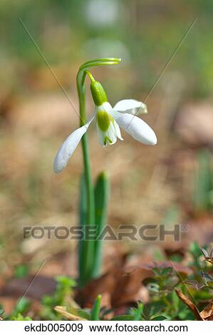 Galanthus View Large Photo Image Stock Photo - Galanthus. Fotosearch