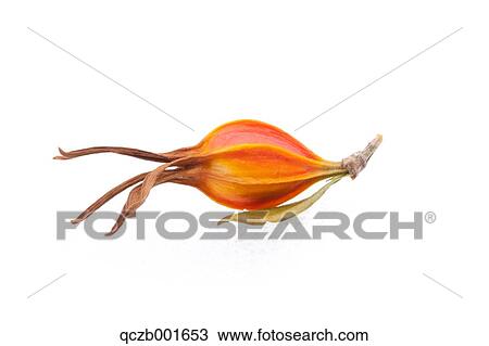 Gardenia bud View Large Photo Image Stock Image - Gardenia bud. Fotosearch