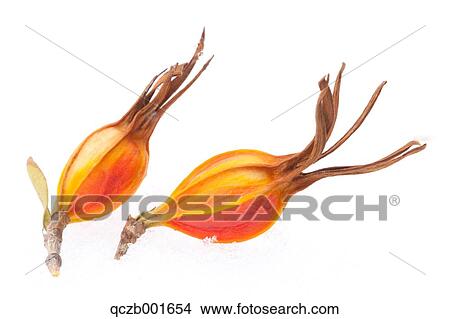 Gardenie, knospen Bild | qczb001654 | Fotosearch