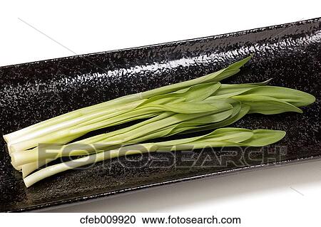 Garlic View Large Photo Image Stock Image - Garlic. Fotosearch