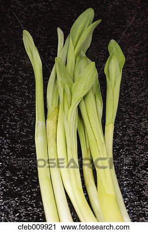 Garlic View Large Photo Image Stock Image - Garlic. Fotosearch