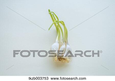 Garlic View Large Photo Image Stock Image - Garlic. Fotosearch