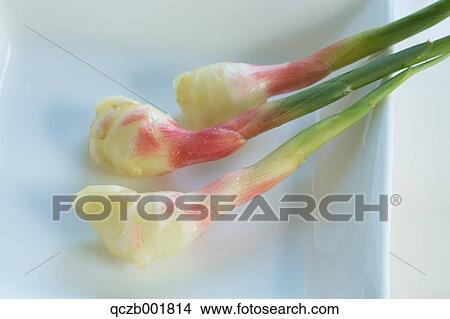 Ginger Root View Large Photo Image Picture - Ginger Root. Fotosearch