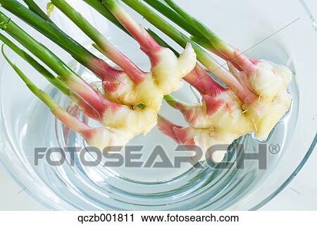 Stock Image - Ginger Root. Fotosearch