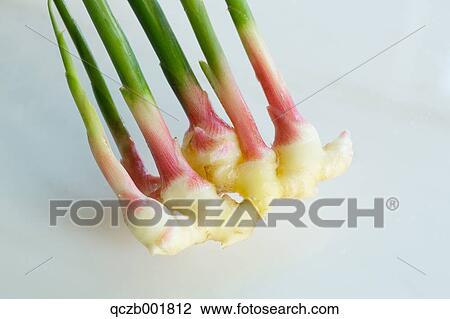 Ginger Root View Large Photo Image Stock Image - Ginger Root. Fotosearch
